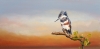 Kingfisher