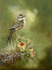 Cactus Wren