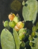 Desert Produce