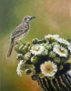 Saguaro Dweller
