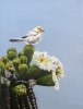 Verdin