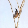 Precarious Perch