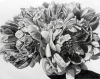 Peony Perfection