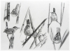 Little Acrobats: A Study of Marsh Wrens