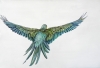 Grace Takes Flight