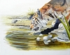 The Watering Hole